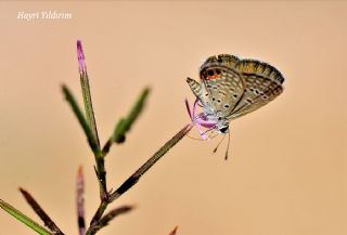 Mcevher Kelebei (Chilades trochylus)