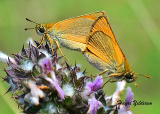 Sar Antenli Zpzp (Thymelicus sylvestris)