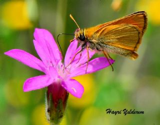 Sar Antenli Zpzp (Thymelicus sylvestris)
