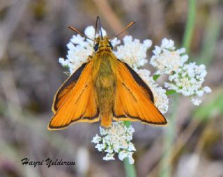 Sar Antenli Zpzp (Thymelicus sylvestris)