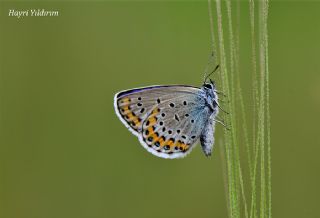 das Mavisi, Esmergz (Plebejus idas)