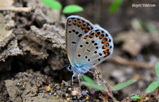 das Mavisi, Esmergz (Plebejus idas)