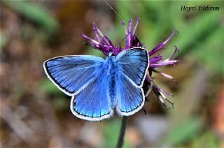 okgzl Amanda (Polyommatus amandus)