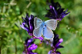 okgzl Amanda (Polyommatus amandus)