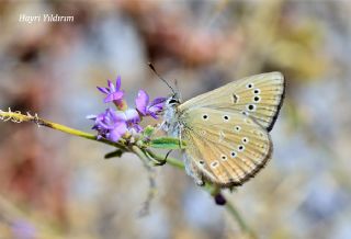 Anormal okgzl (Polyommatus admetus)