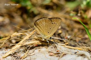 Anormal okgzl (Polyommatus admetus)