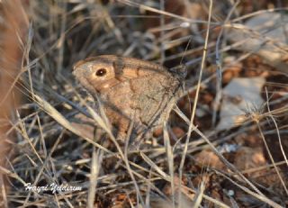 Aa Karamelei (Hipparchia statilinus)