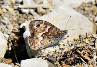 Anadolu Kzlmelei (Hipparchia pellucida)