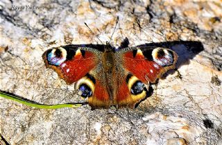 Tavus Kelebei (Inachis io)
