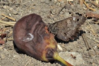 Anadolu Karamelei (Hipparchia fatua)