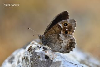 Aa Karamelei (Hipparchia statilinus)