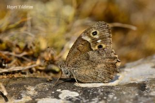 Aa Karamelei (Hipparchia statilinus)