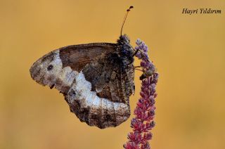 Byk Karamelek (Hipparchia syriaca)
