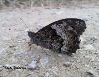 Byk Karamelek (Hipparchia syriaca)