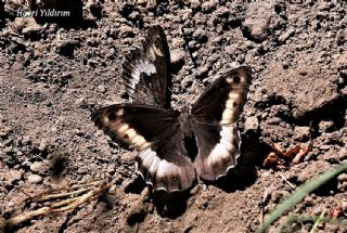 Byk Karamelek (Hipparchia syriaca)