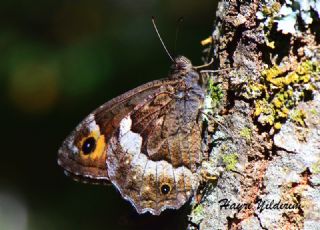 Byk Karamelek (Hipparchia syriaca)