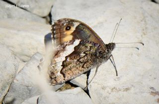 Byk Karamelek (Hipparchia syriaca)