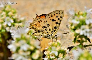 Akdeniz eytanc (Cigaritis cilissa)