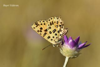 Akdeniz eytanc (Cigaritis cilissa)