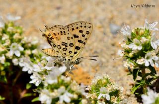 Akdeniz eytanc (Cigaritis cilissa)