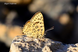 Uygur eytanc (Cigaritis uighurica)