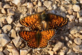 Benekli Byk parhan (Melitaea phoebe)