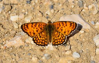 Benekli Byk parhan (Melitaea phoebe)