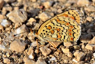 Benekli Byk parhan (Melitaea phoebe)