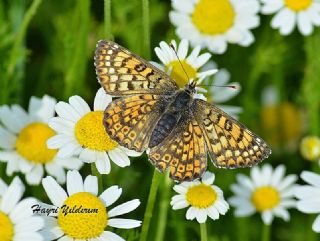 Benekli Byk parhan (Melitaea phoebe)