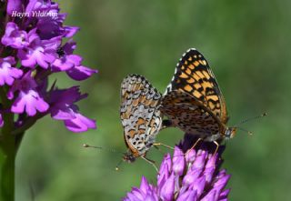 Benekli B�y�k �parhan&nbsp;(Melitaea&nbsp;phoebe)