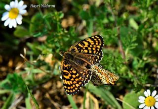 Benekli Byk parhan (Melitaea phoebe)
