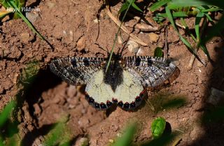 Yalanc Apollo (Archon apollinus)