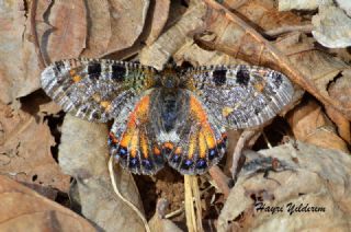 Yalanc Apollo (Archon apollinus)