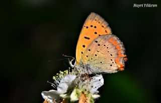Osmanl Atei (Lycaena ottomanus)