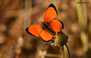 Osmanl Atei (Lycaena ottomanus)