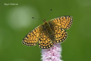 Batakl�k Noktal� Kelebe�i&nbsp;(Boloria&nbsp;eunomia)