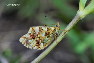 Balkan Meneke Kelebei (Boloria graeca)