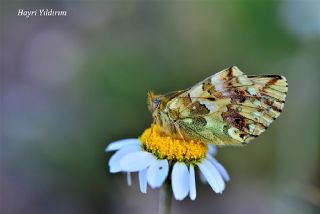 Balkan Meneke Kelebei (Boloria graeca)