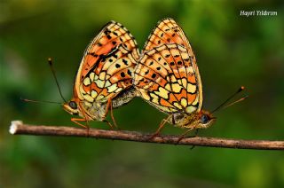 ift Noktal Brentis (Brenthis hecate)