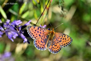 ift Noktal Brentis (Brenthis hecate)