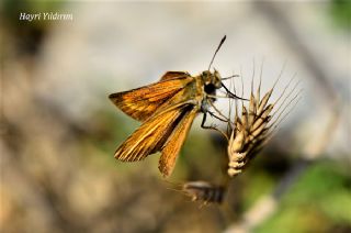 Sar Lekeli Zpzp (Thymelicus acteon)