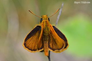 Sar Lekeli Zpzp (Thymelicus acteon)