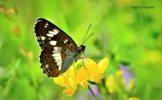 Hanmeli Kelebei (Limenitis camilla)