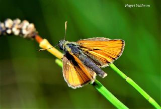 Sar Antenli Zpzp (Thymelicus sylvestris)