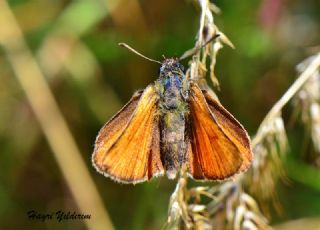 Sar Antenli Zpzp (Thymelicus sylvestris)
