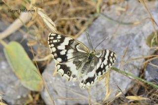 Azeri Melikesi (Melanargia hylata)