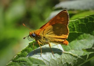 Orman Zpzp (Ochlodes sylvanus)