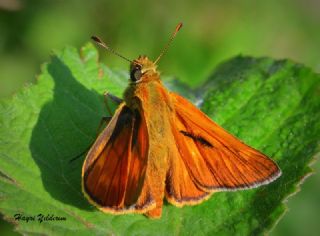 Orman Zpzp (Ochlodes sylvanus)