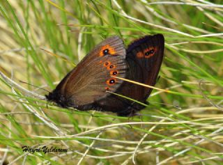 Orman Gzelesmeri (Erebia medusa )