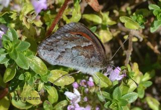 Harem Gzelesmeri (Erebia ottomana)